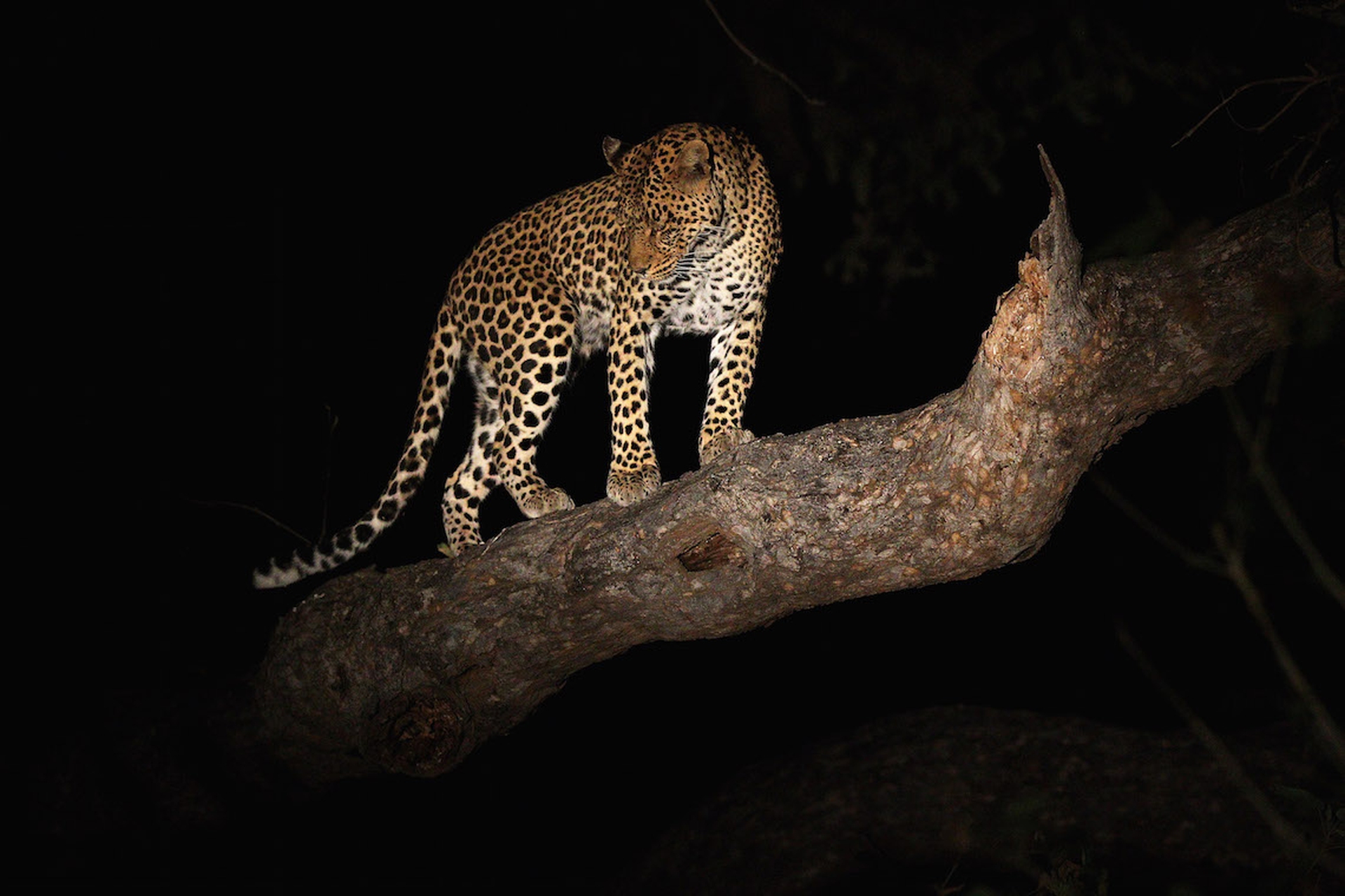 Le popolazioni di leopardo sono diminuite drasticamente