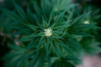 La legalizzazione della marijuana nel mondo