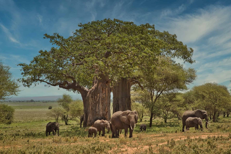 safari tanzania