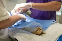 Esami diagnostici per gli animali domestici, cosa sono e a cosa servono