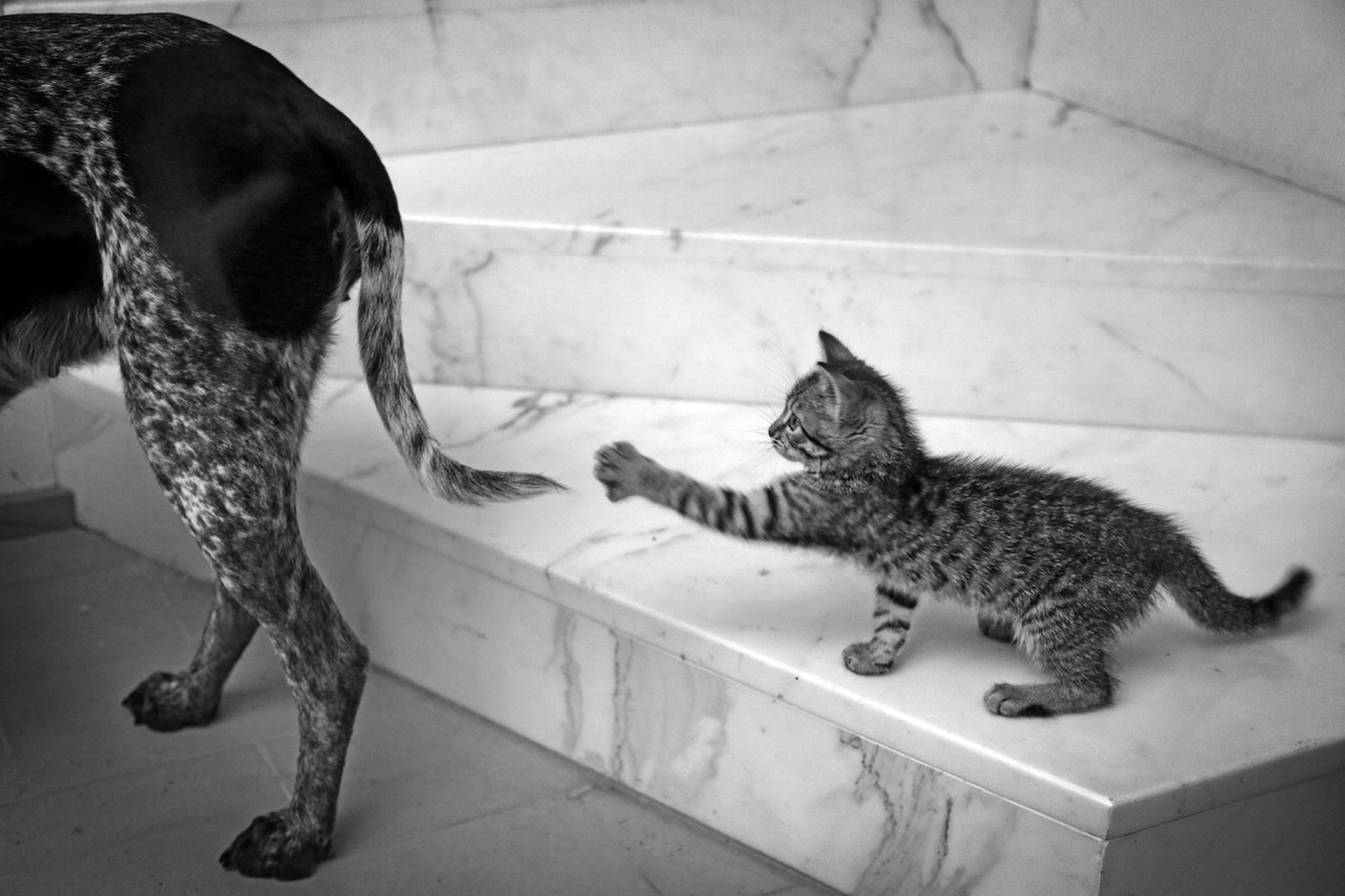 Andrea Micheli, Elena Daverio