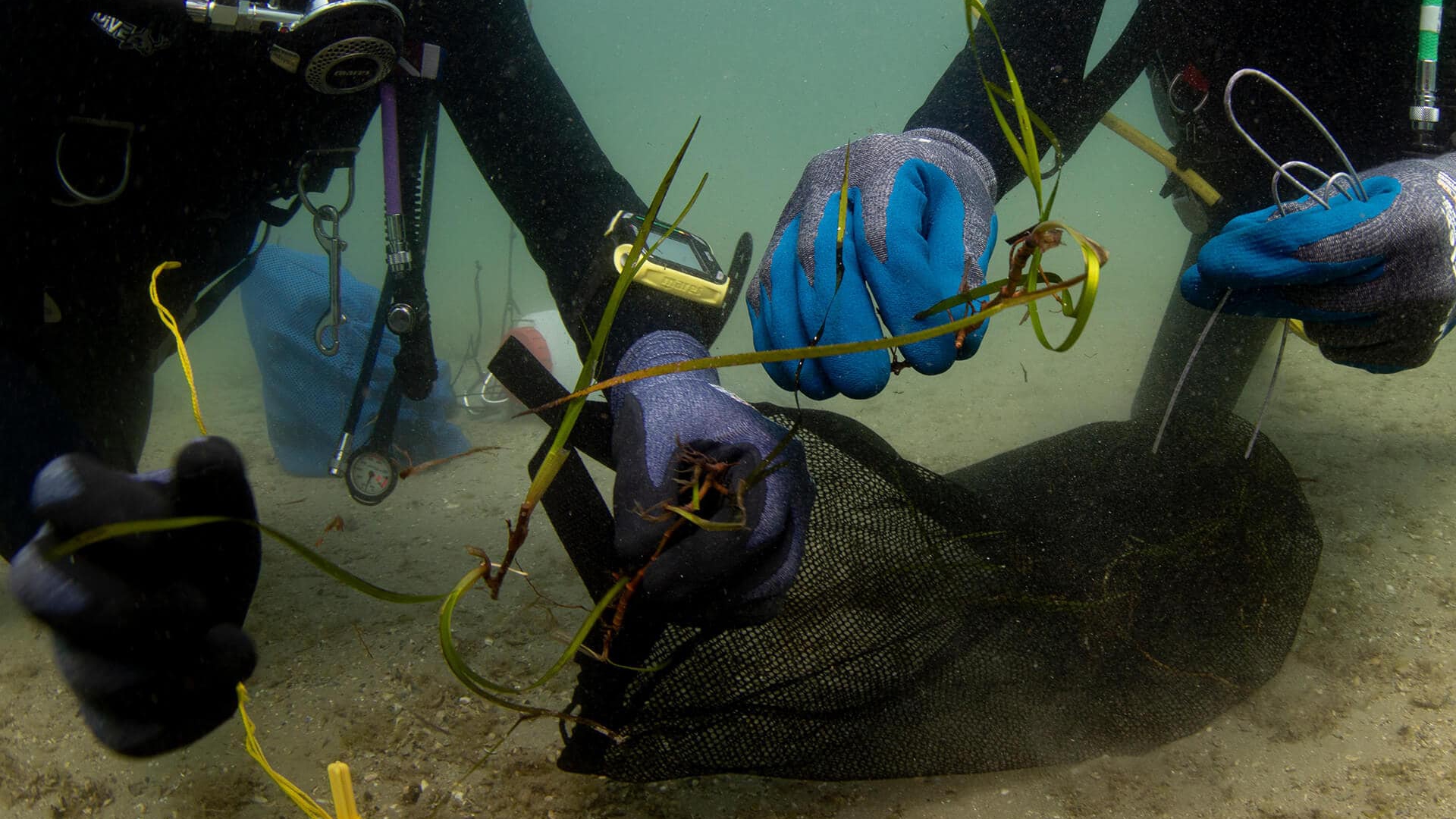 Trapianto di Cymodocea nodosa