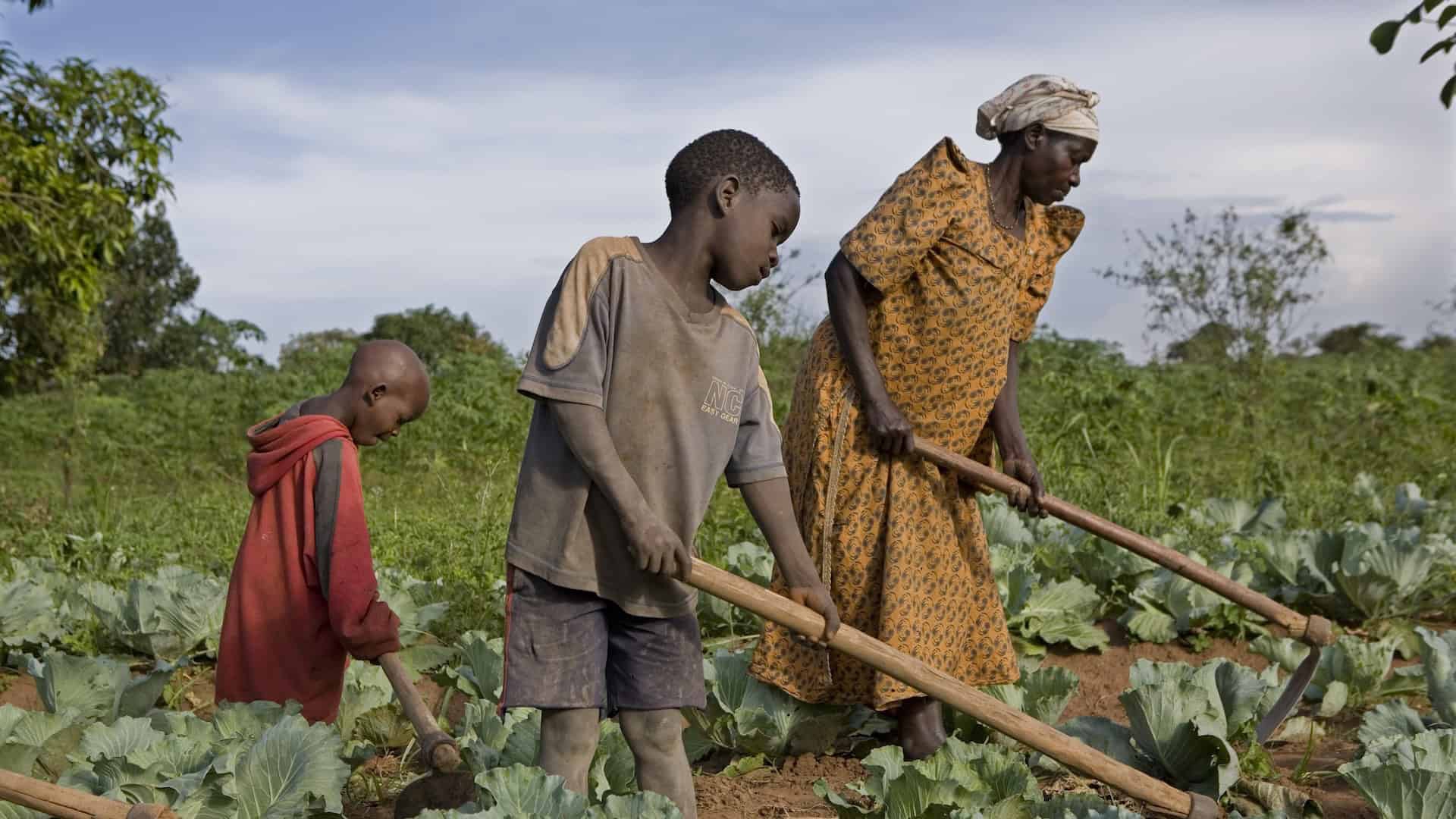 Clima, cosa sono le soluzioni basate sulla natura e perché possono essere utili