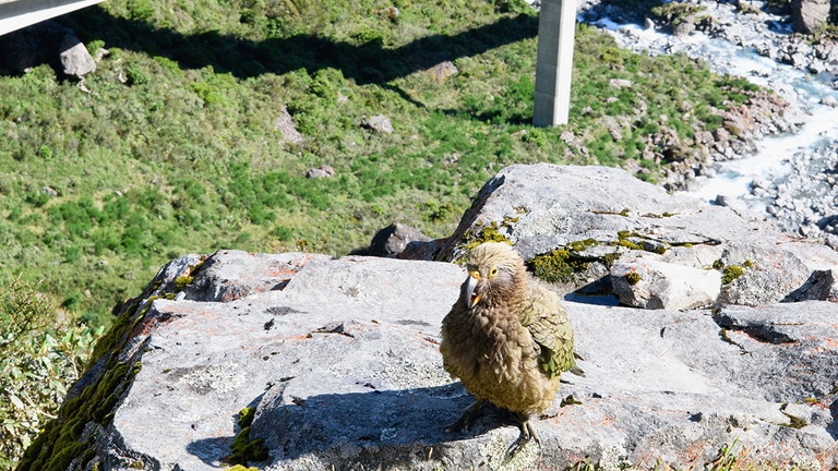 Pappagallo kea