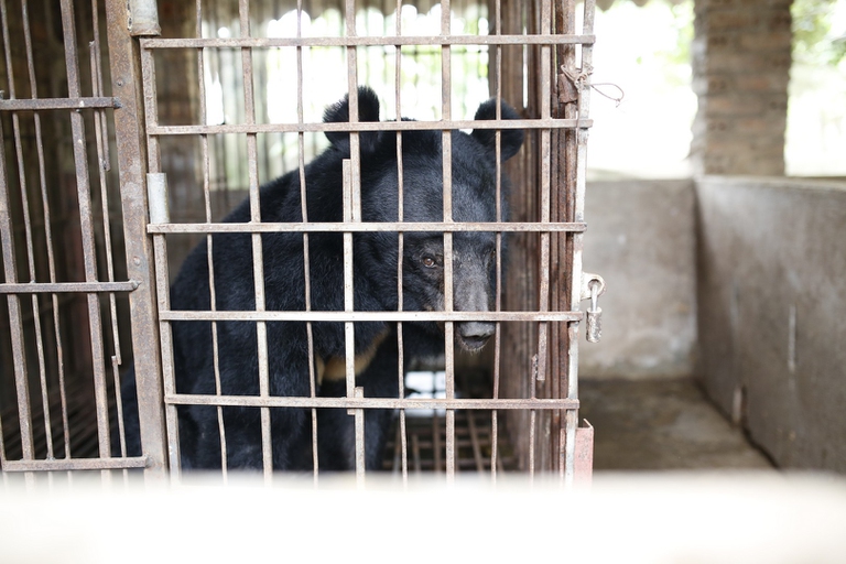 Non ci sono più orsi della luna a Son La: Tu Do era l’ultimo esemplare da liberare in tutta la provincia