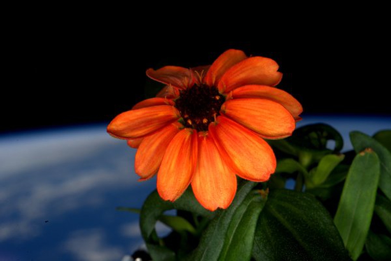 zinnia