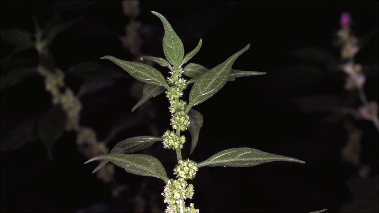 parietaria pianta spontanea