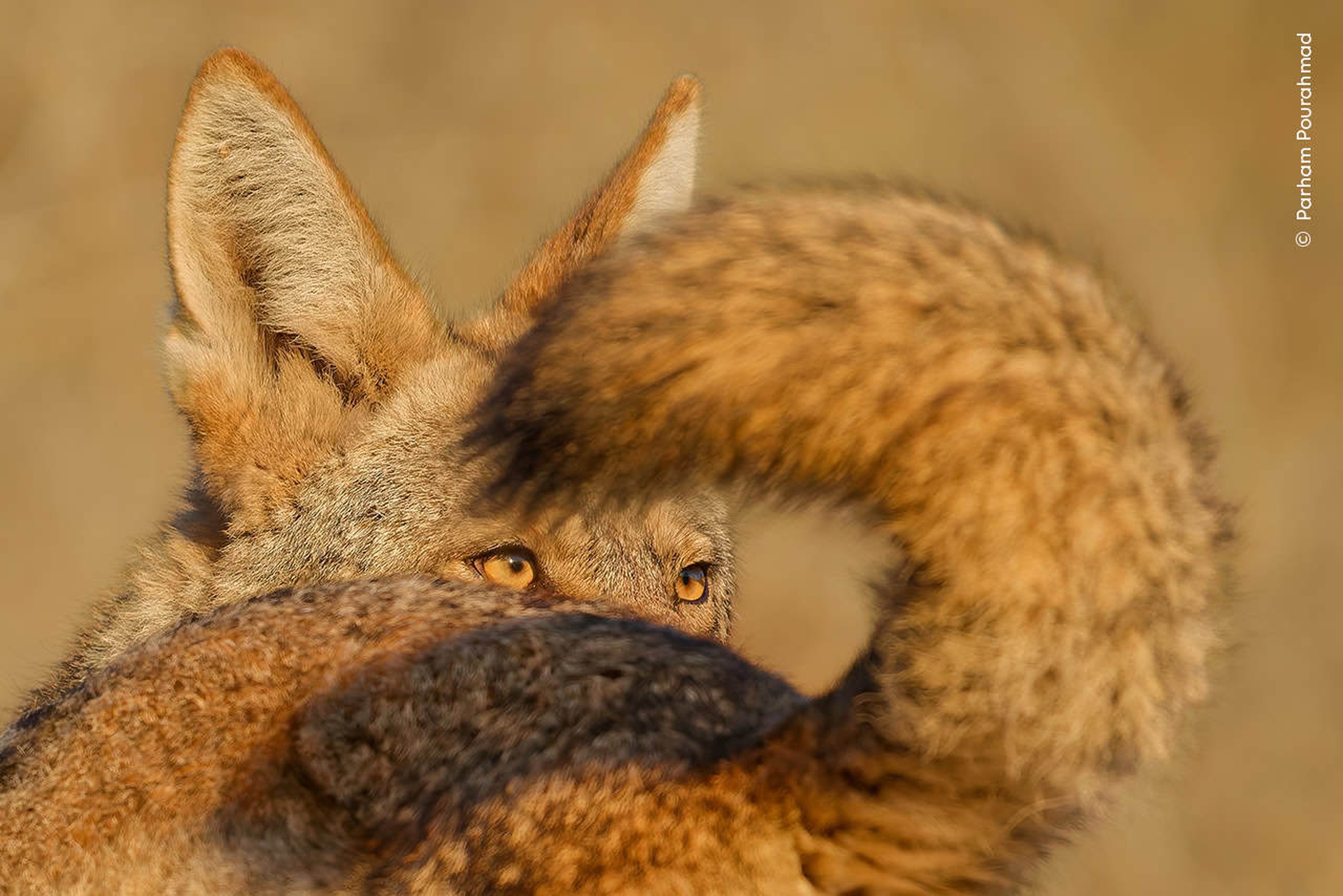 Racconto di due coyote, Parham Pourahmad, Menzione d’Onore (11-14 anni) © Parham Pourahmad, Wildlife Photographer of the Year