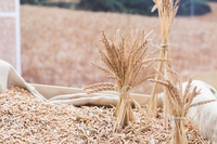 L’eccellenza del biologico protagonista a Biolife