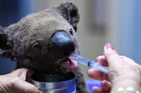 I koala sono le vittime principali degli incendi devastanti in Australia