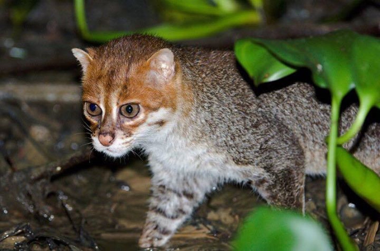 Il raro felino gatto dalla testa piatta nel suo habitat