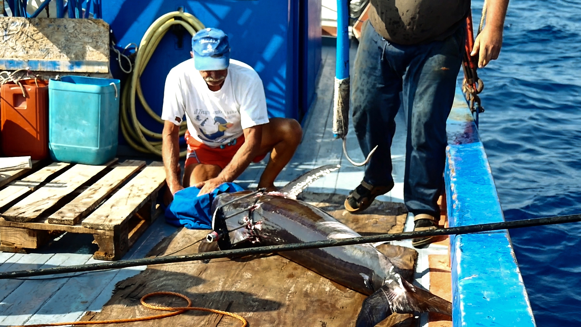 La brutale pesca del pesce spada con l'arpione