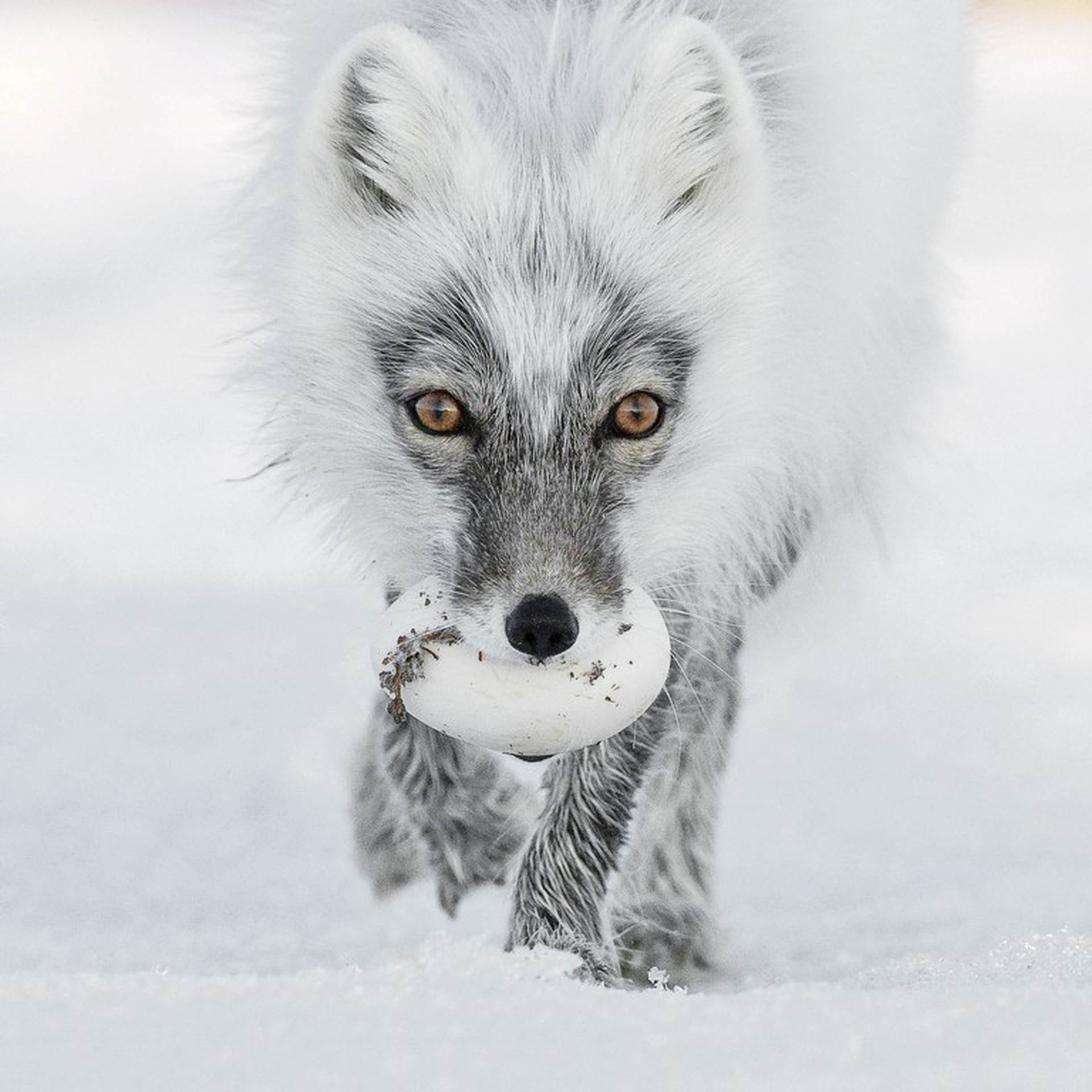 Arctic treasure © Sergey Gorshkov/Wildlife Photographer of the Year