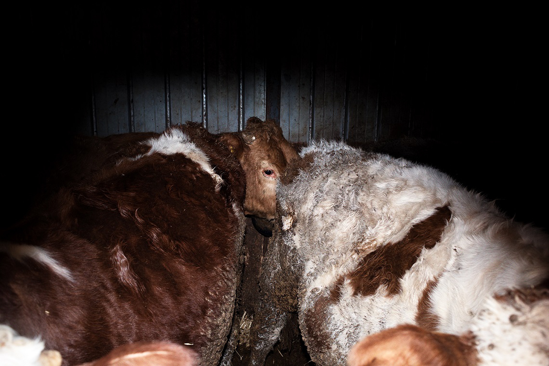 Vitelloni in un allevamento