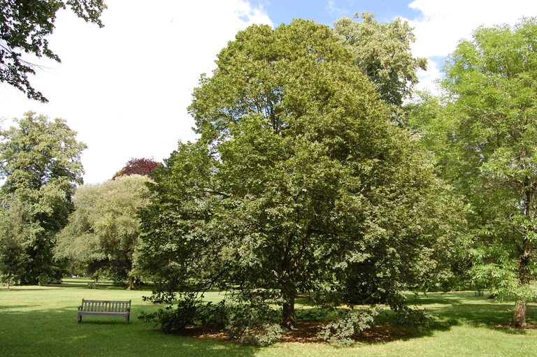 Largeleaf linden Tilia platyphyllos trees cities