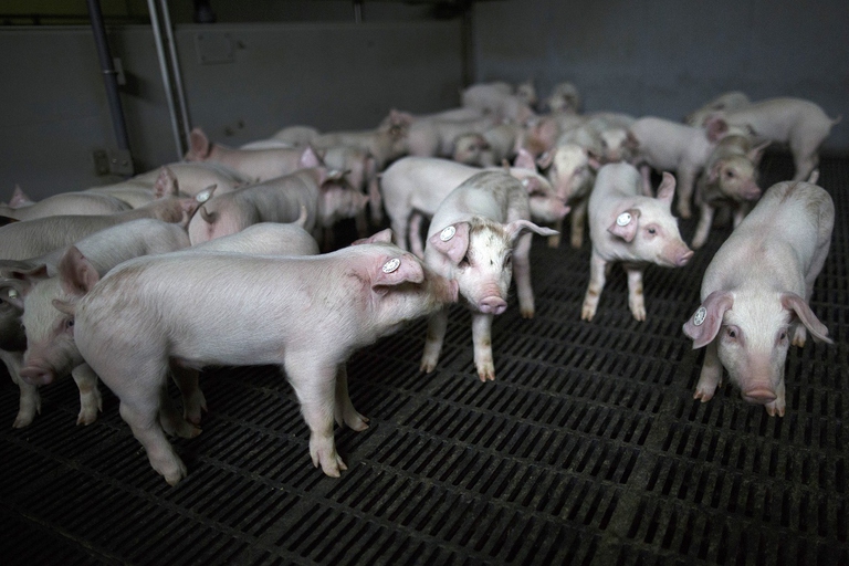 Allevamento intensivo di maiali