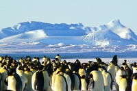 I pinguini imperatore sono più numerosi del previsto