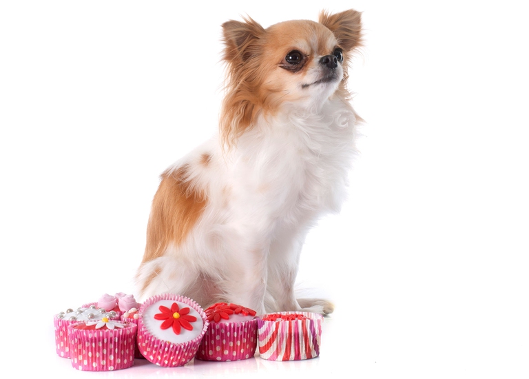 cibi dannosi per cani