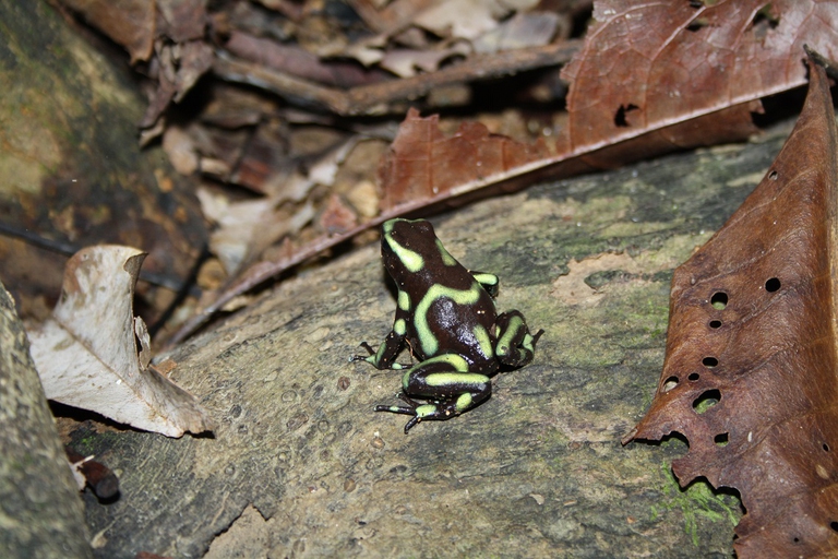 Dendrobate dorato