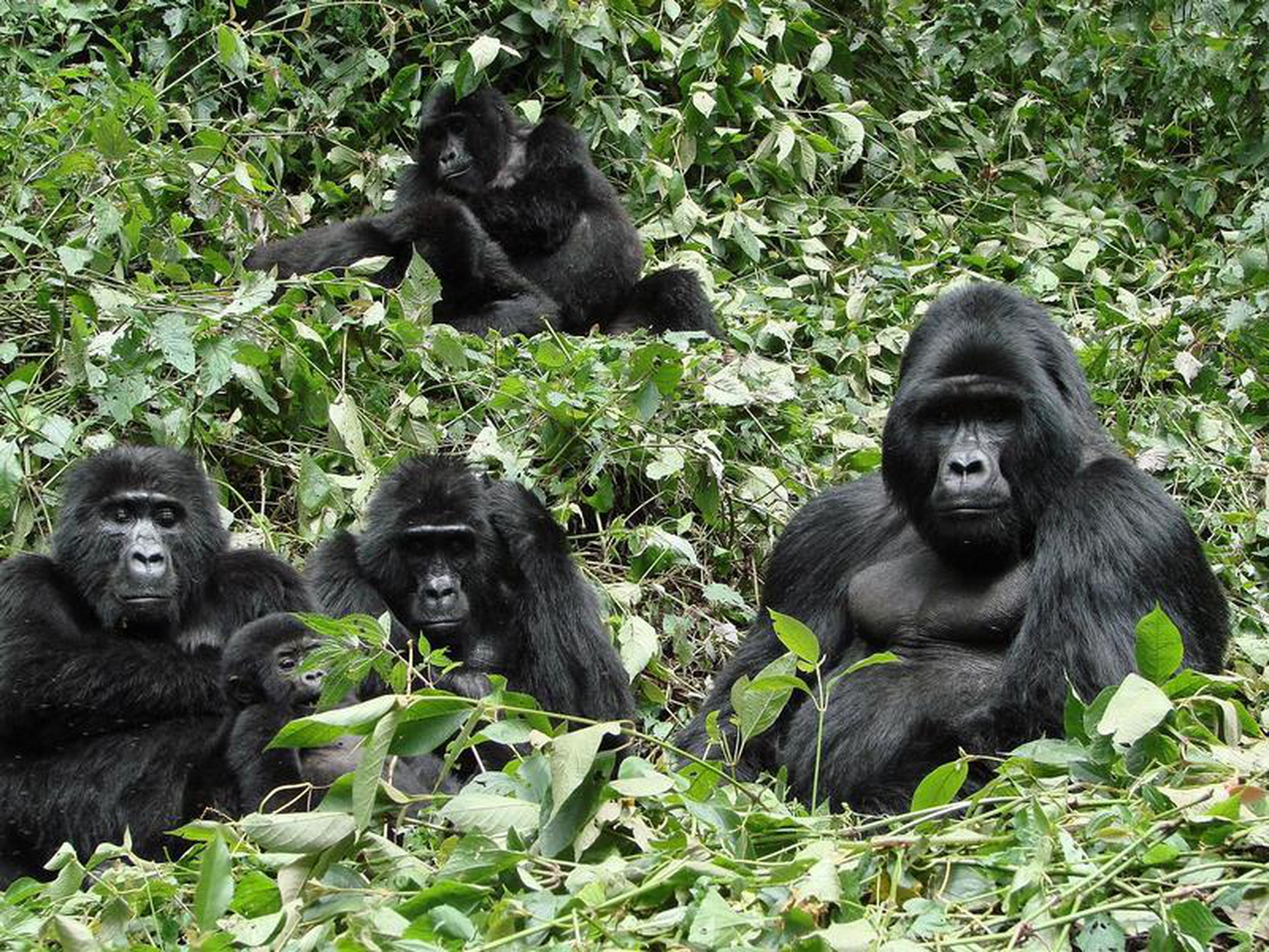 Gli ultimi gorilla? Sono minacciati dai nostri virus