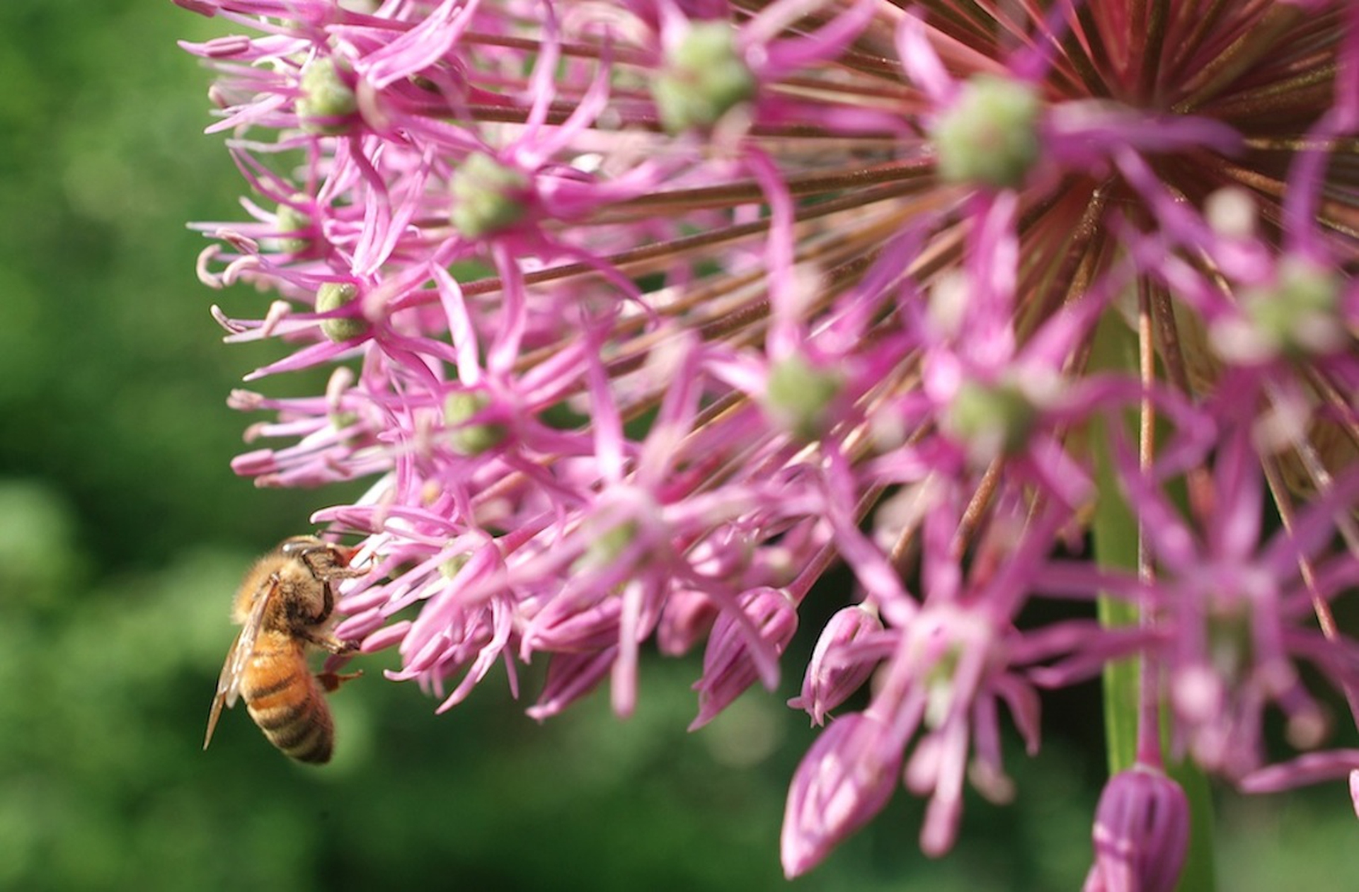 Miele bio: dolce, buono ed ecosostenibile