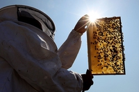 Impact investing. Come guadagnare tutelando ambiente e diritti
