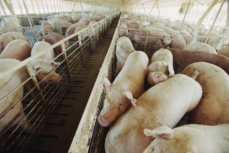 Allevamento di suini