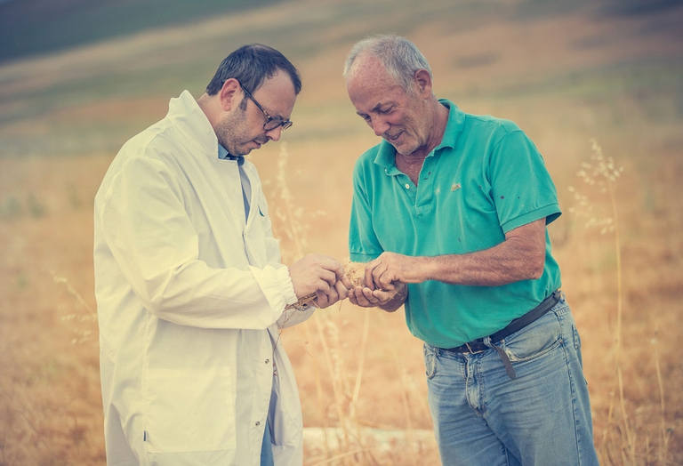 Michele Andriani verifica la qualità dei legumi coltivati secondo criteri di sostenibilità