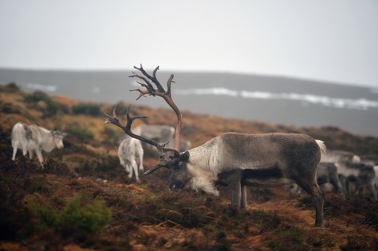 Renne che si cibano nella tundra svedese