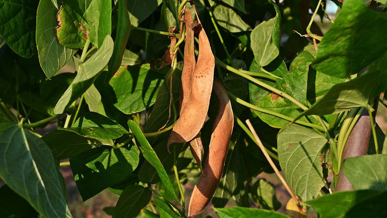 pacciamatura leguminose