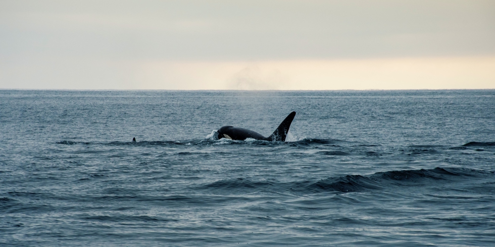 Toxic Chemicals Found In Endangered Killer Whales In British Columbia toxic-chemicals-found-in-endangered-killer-whales-in-british-columbia