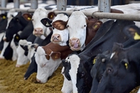 Antibiotici negli animali. Svelate per la prima volta le conseguenze sul clima