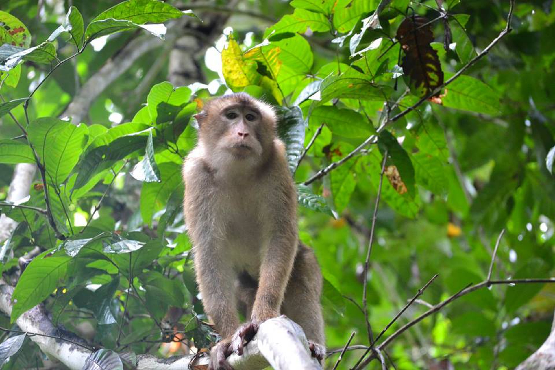 Sepilok Orangutan Rehabilitation Centre