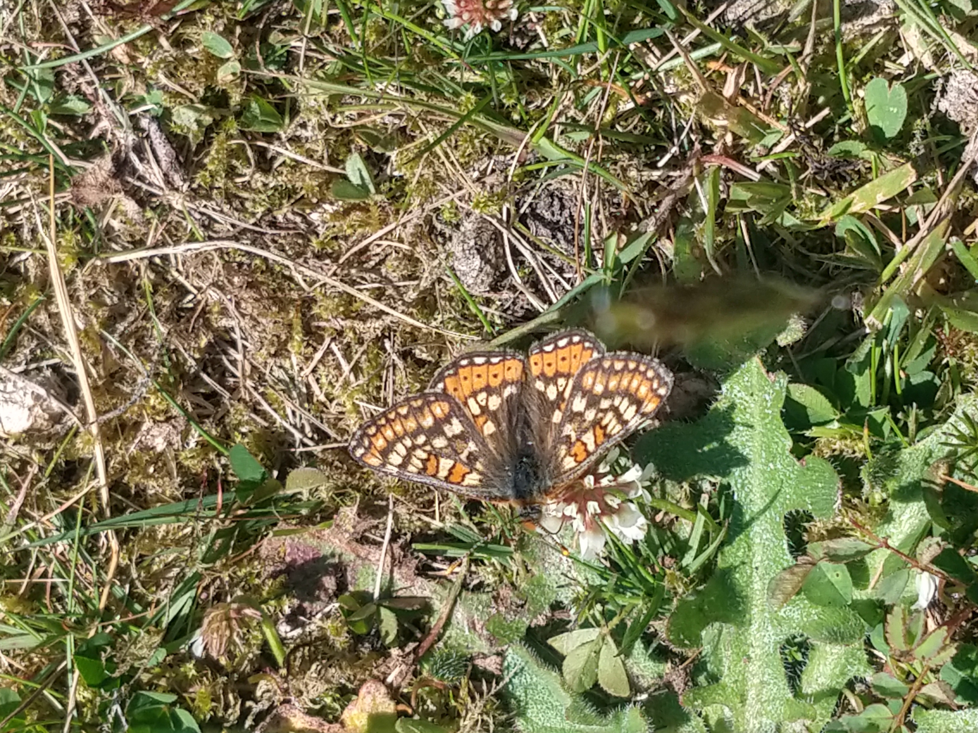 Wildlife Surveys in the Mournes