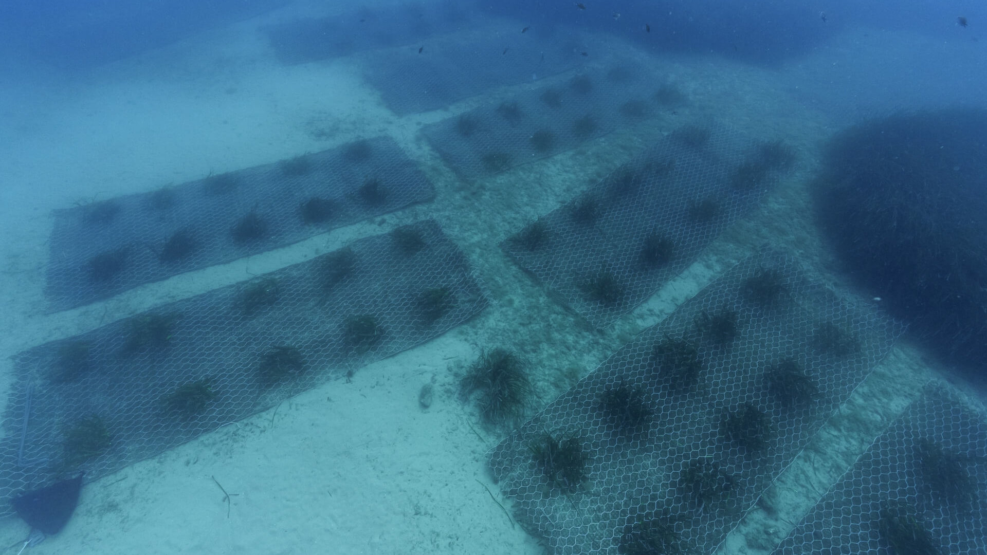 Adesione di Coop alla Water Defenders Alliance