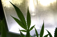 Legalizzazione della cannabis. Chi è pro e chi è contro