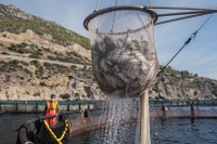 Il lato oscuro degli allevamenti intensivi di pesci in Grecia