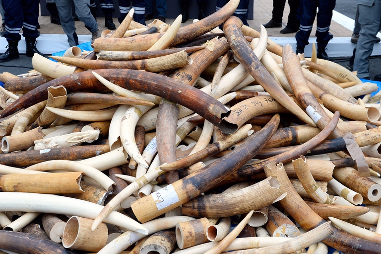 ivory trade china