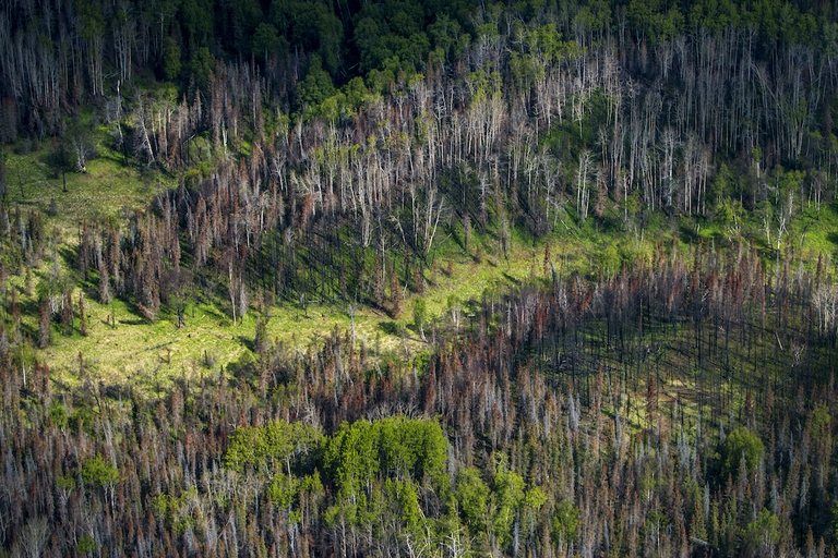 Uno scorcio delle foreste dell'Alaska vicino ad Anchorage
