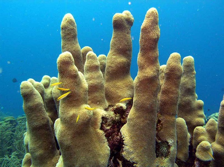 Dendrogyra cylindrus