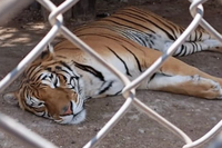 Messico, ritrovati 47 animali vivi in uno zoo illegale