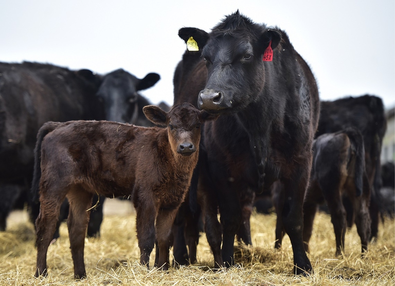 Mucca con il suo vitello in un allevamento