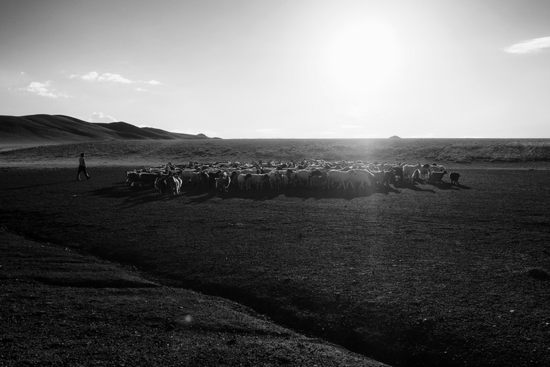 Sara Munari, Vanishing Shepherds