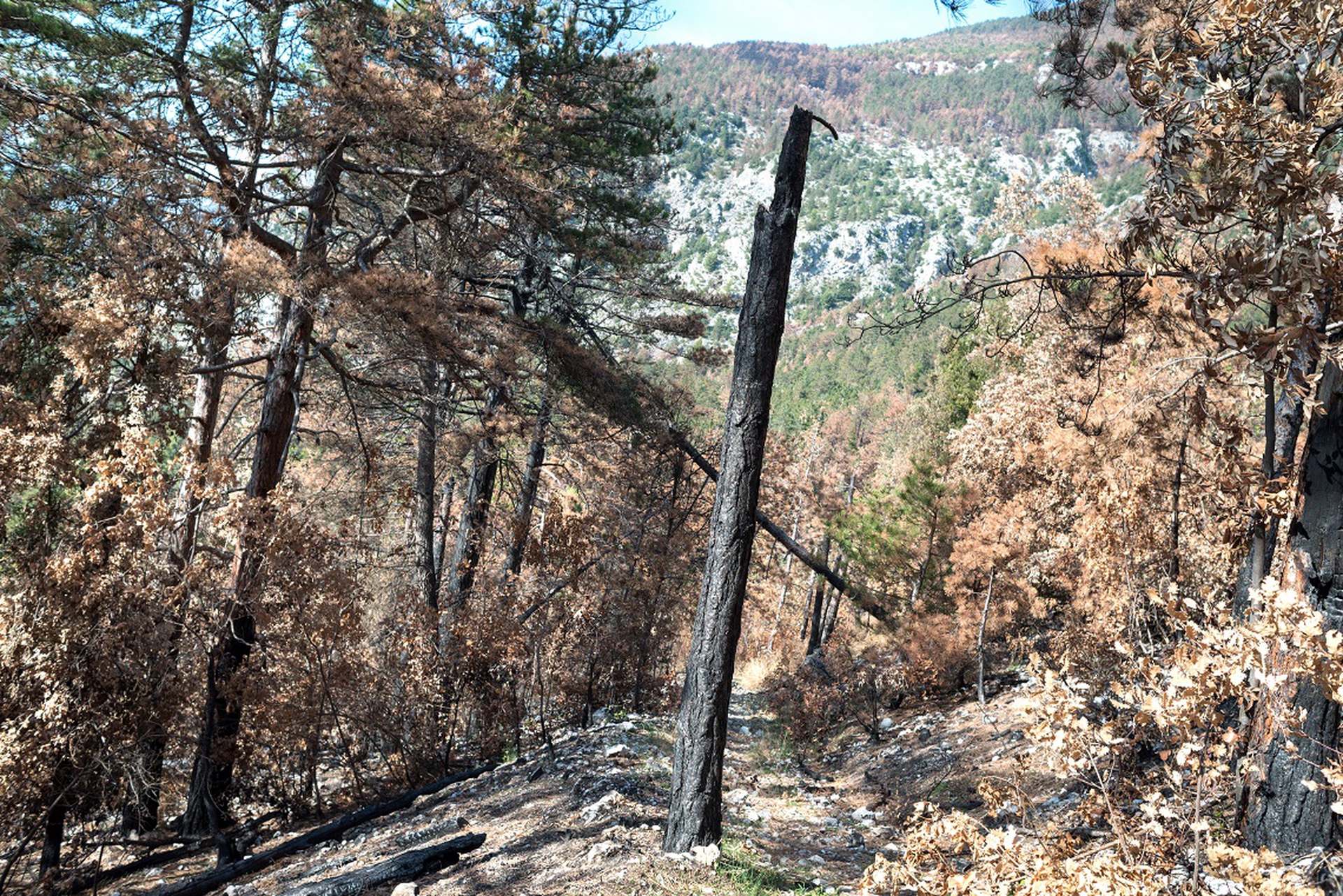 Pino distrutto dal fuoco