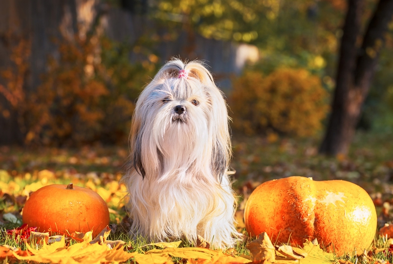 frutta e verdura per cani e gatti