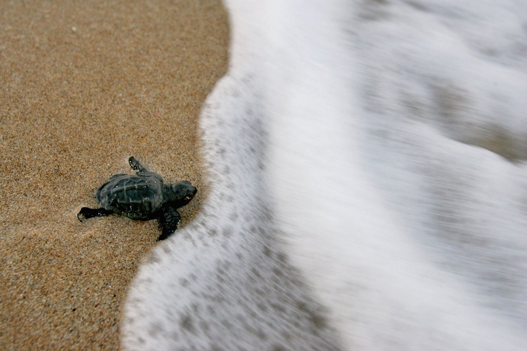 Piccola tartaruga marina