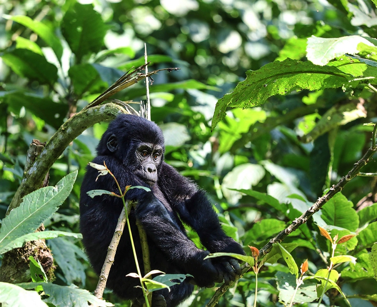 gorilla di montagna, virunga, congo