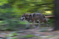 Protect wolves, adopt donkeys