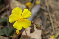 Rock rose, i fiori di eliantemo