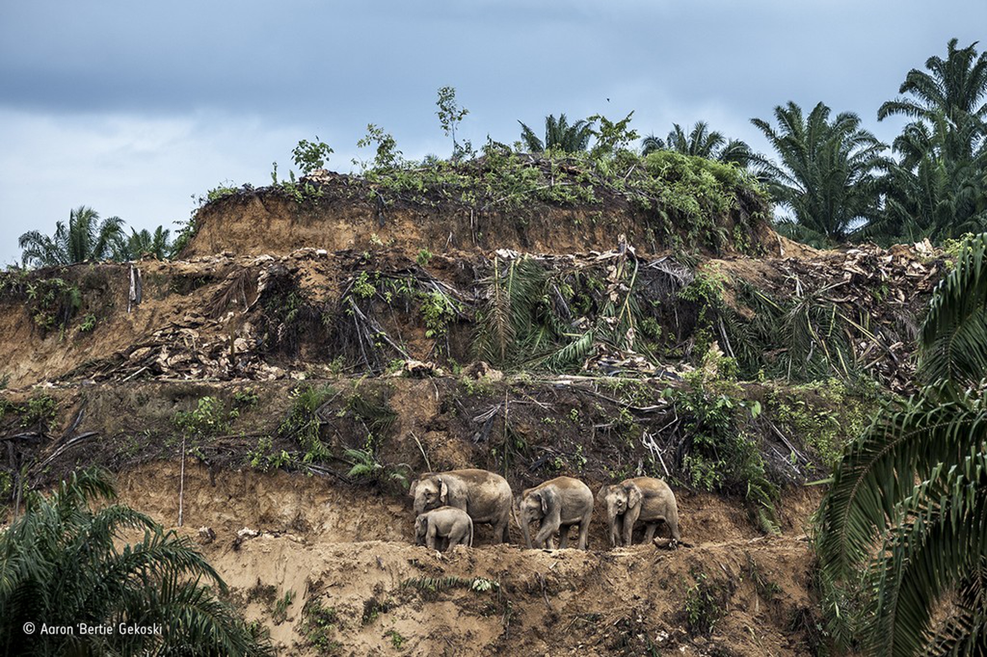Palm-oil survivors © Aaron Gekoski/Wildlife Photographer of the Year